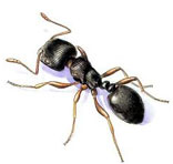 Ants Control South Delhi