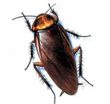 Cockroaches Control South Delhi