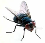 Flies Control South Delhi