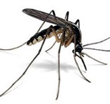 Mosquitoes Control South Delhi