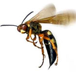 Wasps Control South Delhi